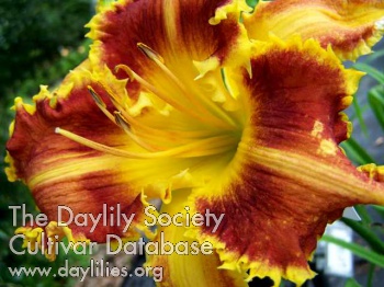 Daylily Fourth of July in Georgia